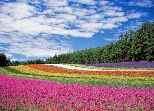 Stock_Field_Flowers Stock_Field_Flowers